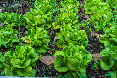 High angle view of vegetables on field