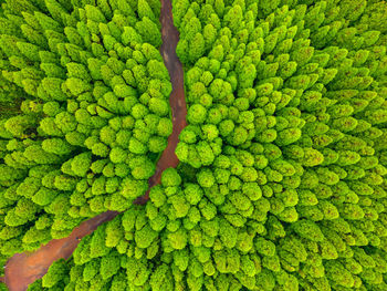 Full frame shot of green leaves