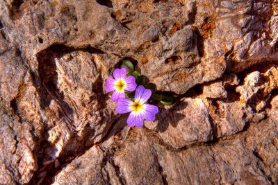 Close-up of honey bee on rock