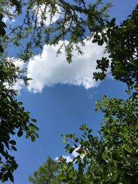 Low angle view of trees against sky