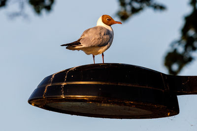 Low angle view of bird perching against clear sky