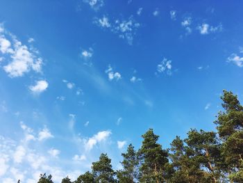 Low angle view of trees against blue sky