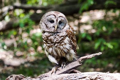 Close-up of bird