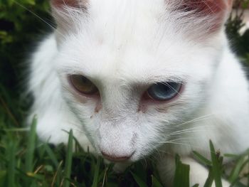 Close-up portrait of a dog