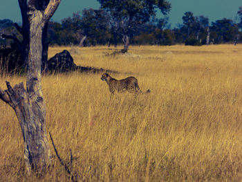 View of cat on landscape