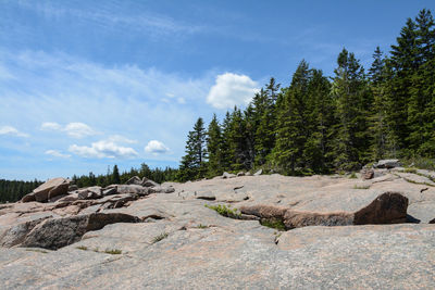 Pine trees on rock against sky