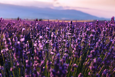 Close-up of lavenders growing on field against sky