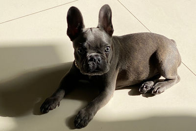 High angle view of puppy on head