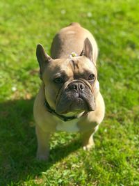 High angle portrait of a dog on field