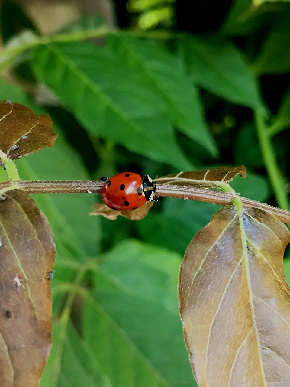 invertebrate, insect, plant part, leaf, animal wildlife, animals in the wild, animal themes, ladybug, close-up, animal, beetle, one animal, plant, nature, focus on foreground, green color, no people, day, spotted, red, outdoors, small