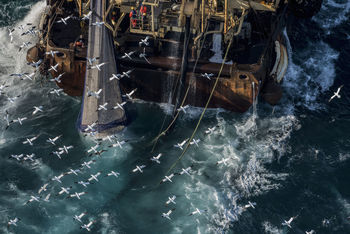 Overfishing, northern gannets,  trawler fishing for herring in the english channel, autumn spawning.