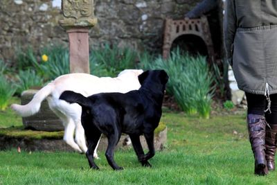 View of dogs frolicking in grassy field