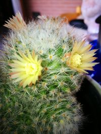 Close-up of yellow cactus flower