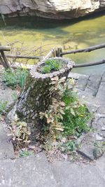 Plants growing in water