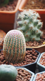 Close-up of succulent plant