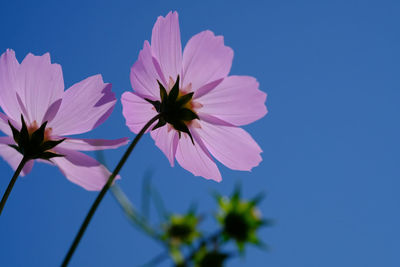 Close-up of pink cosmos flower against blue sky
