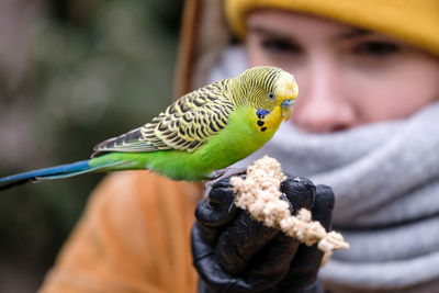 Close-up of parrot perching on human hand