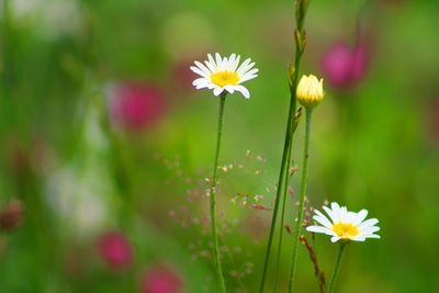 Close-up of flowering plant on field