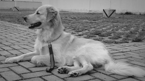 Close-up of dog sitting outdoors