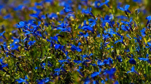 Close-up of blue flowering plants on field