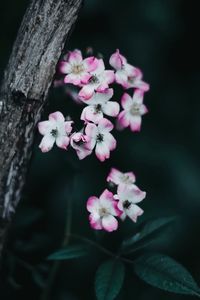 Close-up of pink flowers