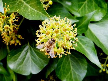 High angle view of bee on flower