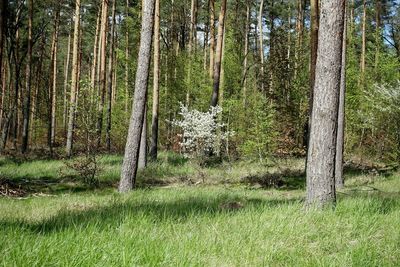 Scenic view of forest