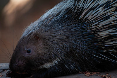 Close-up of porcupine