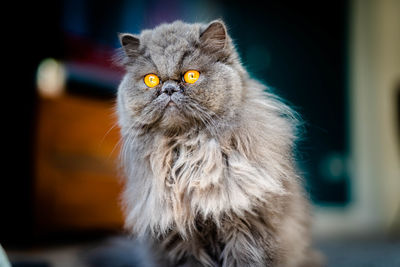 Close-up of a cat looking away