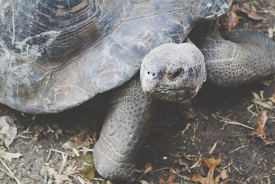 High angle view of tortoise on field