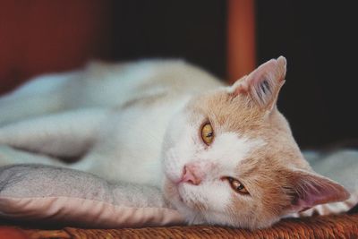 Close-up of cat resting
