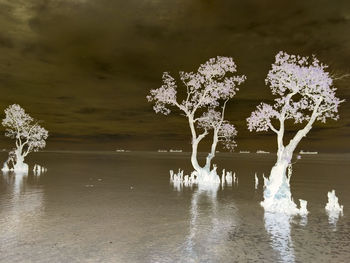 Tree by lake against sky