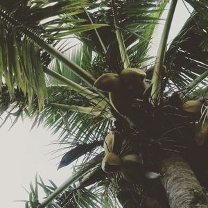 Low angle view of bird perching on tree