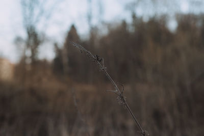 Close-up of dry plant on field