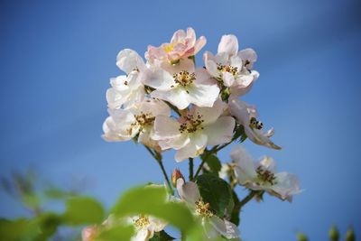 Low angle view of apple blossoms in spring against sky