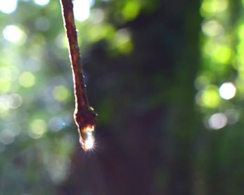 Close-up of plant against blurred background