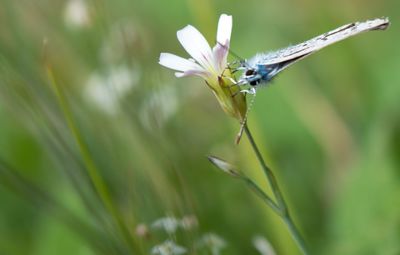 Close-up of insect on flower