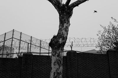 Low angle view of birds perching on bare tree