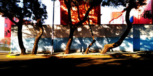 Shadow of tree on street in city