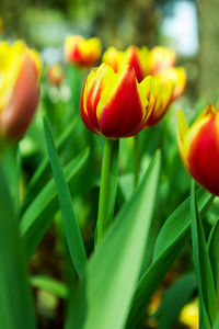 Close-up of red tulip