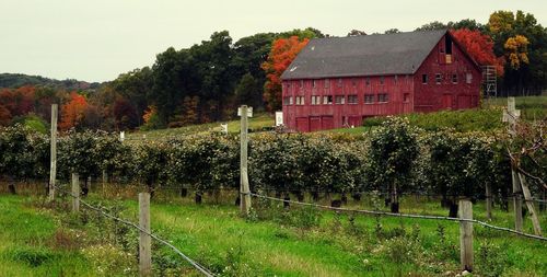 Trees on grassy field