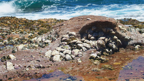 Close-up of rocks on shore