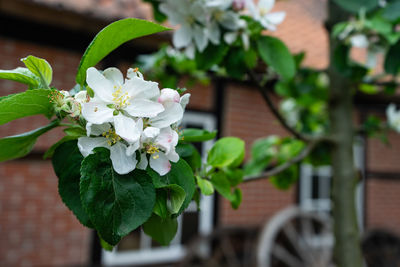 Close-up of white flowering plant