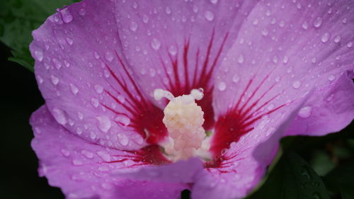 Close-up of wet pink hibiscus blooming outdoors