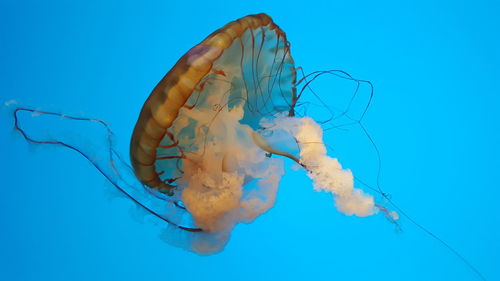 Jellyfish against blue sky