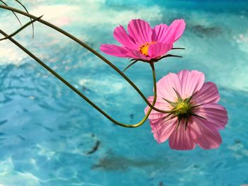 Close-up of pink flower over water