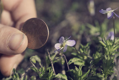 Close-up of hand holding flowers