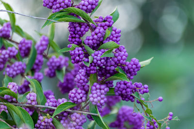 Close-up of purple flowers growing on plant