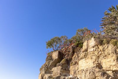 Low angle view of plants against clear blue sky