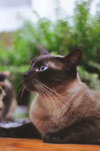 Close-up of cat looking away